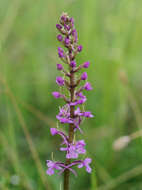 Image of fragrant orchid