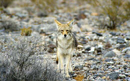 Imagem de Canis latrans mearnsi Merriam 1897