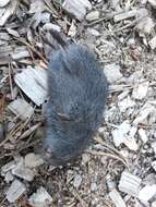 Image of Wood Lemming