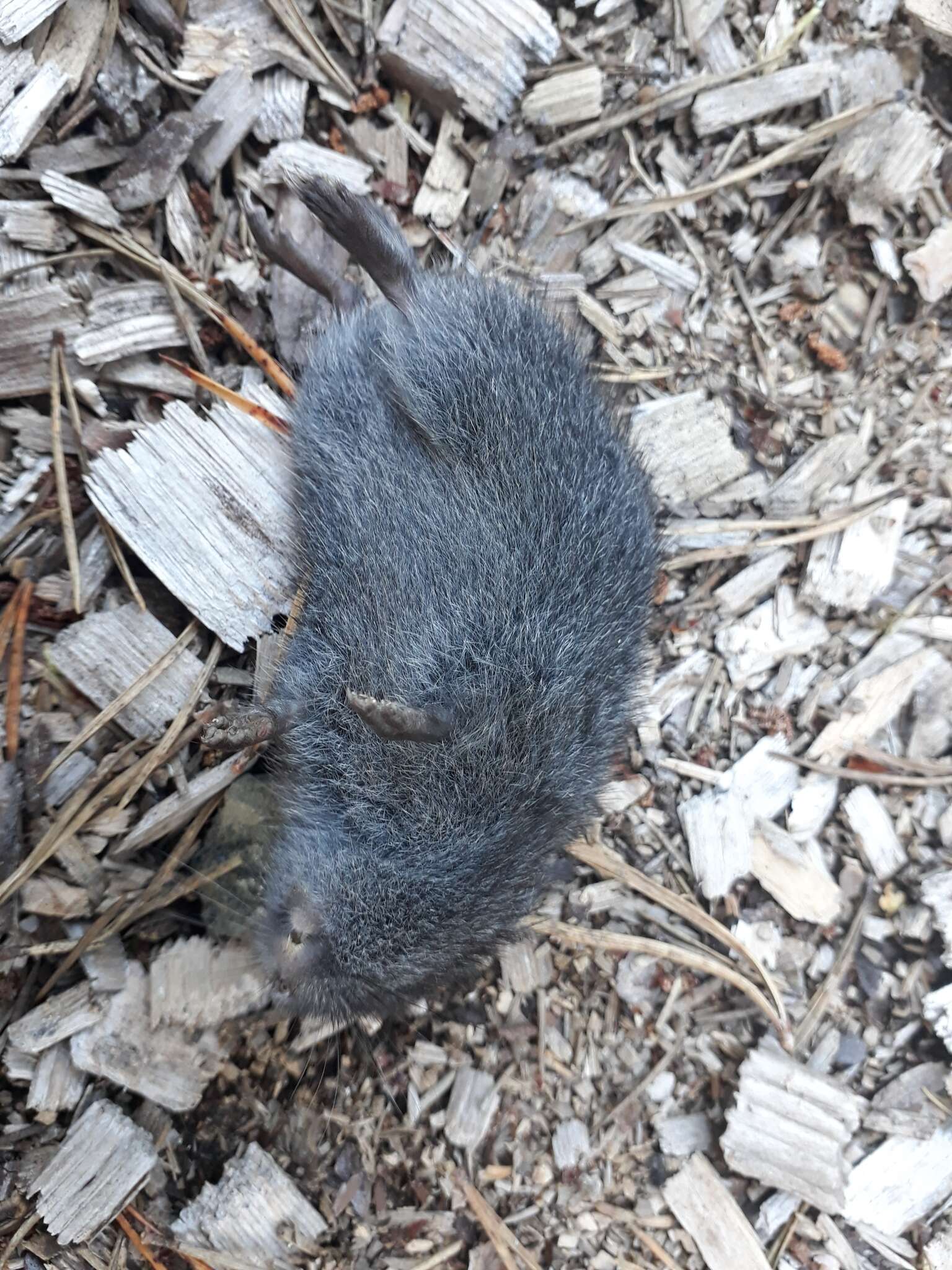 Image of Wood Lemming