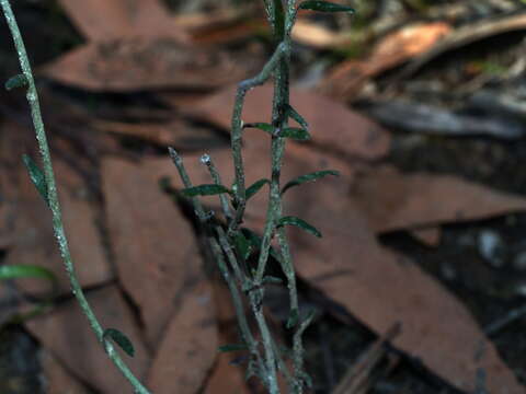 Image of Argentipallium obtusifolium (Sond.) P. G. Wilson