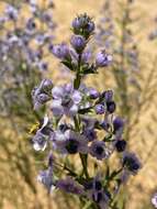 Image of Cyanostegia