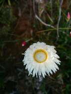 Image of Argentipallium dealbatum (Labill.) P. G. Wilson