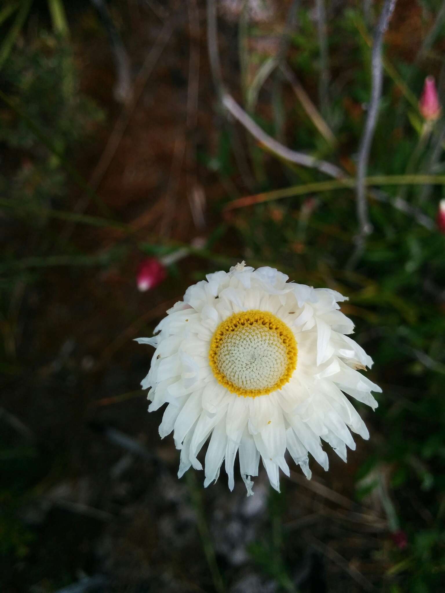 Image of Argentipallium dealbatum (Labill.) P. G. Wilson