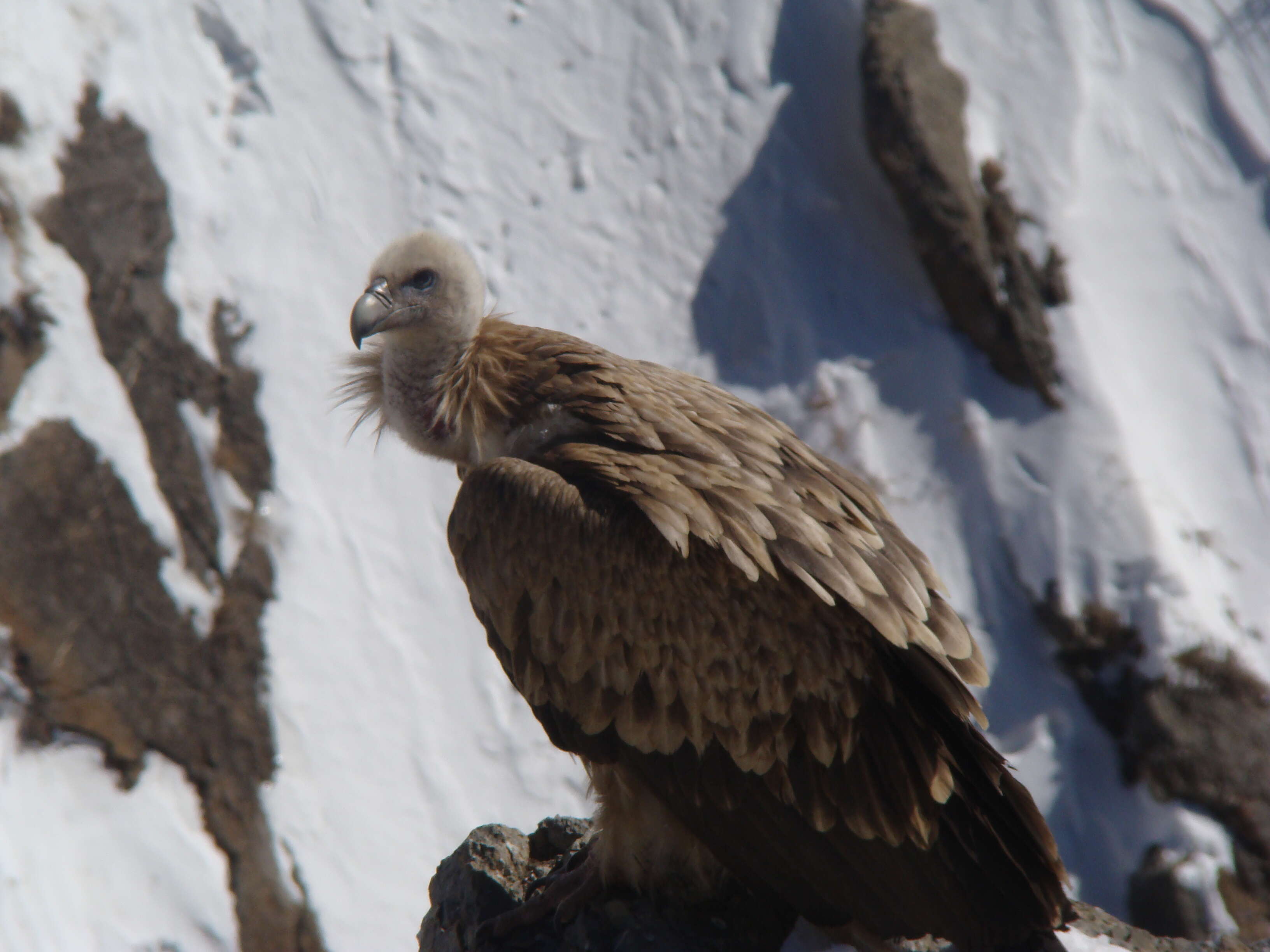 Слика од Gyps himalayensis Hume 1869