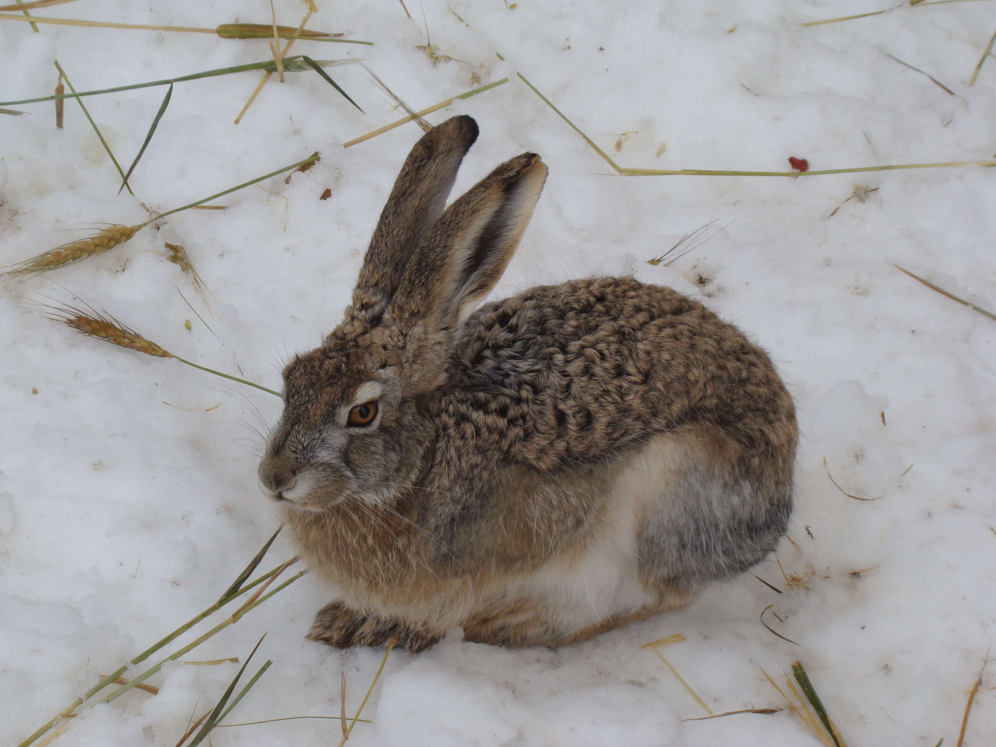 Image of Woolly Hare