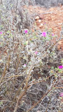 Image of Delosperma pageanum (L. Bol.) Schwant.