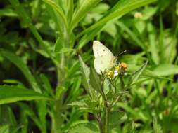 Image of <i>Colias nilagiriensis</i>