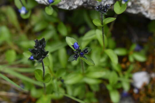 Plancia ëd Veronica alpina L.