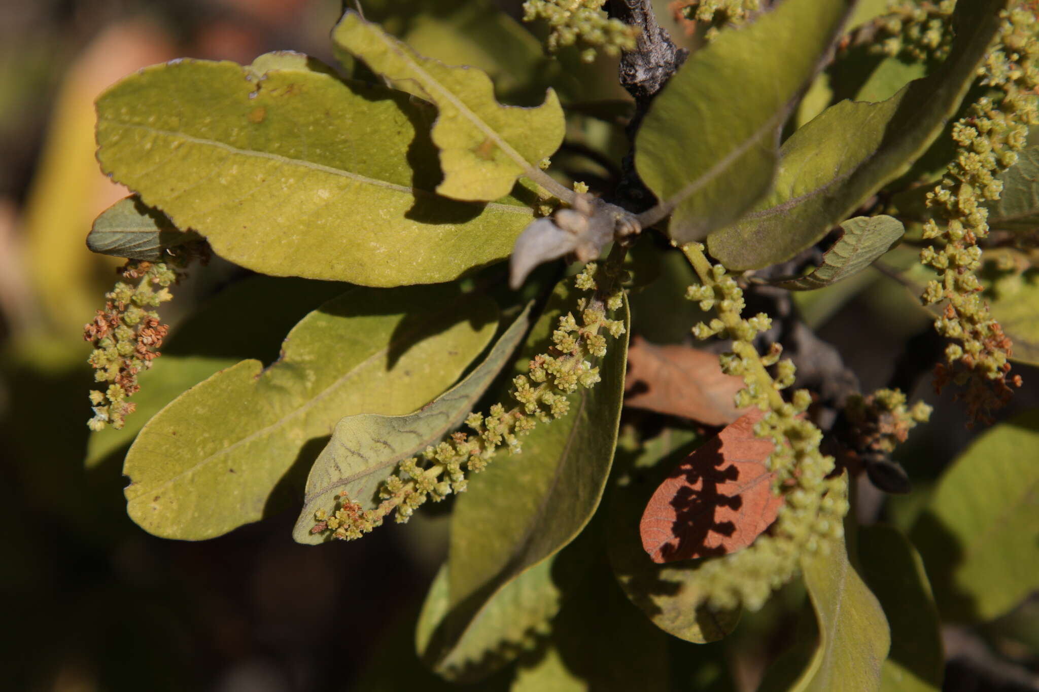 Image of Indaba tree