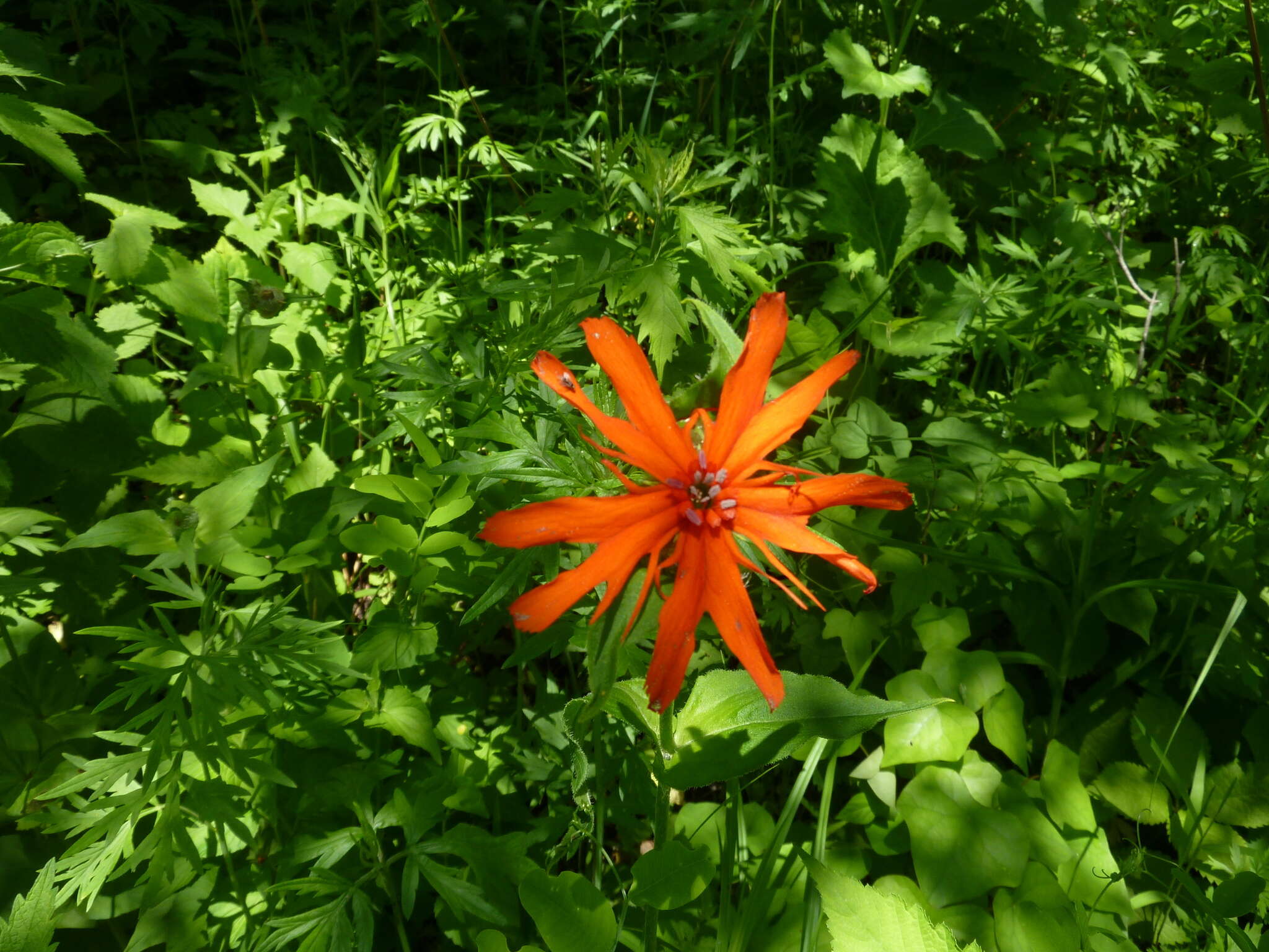 Image de Silene fulgens (Spreng.) E. H. L. Krause