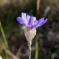 Image of Cupid's dart