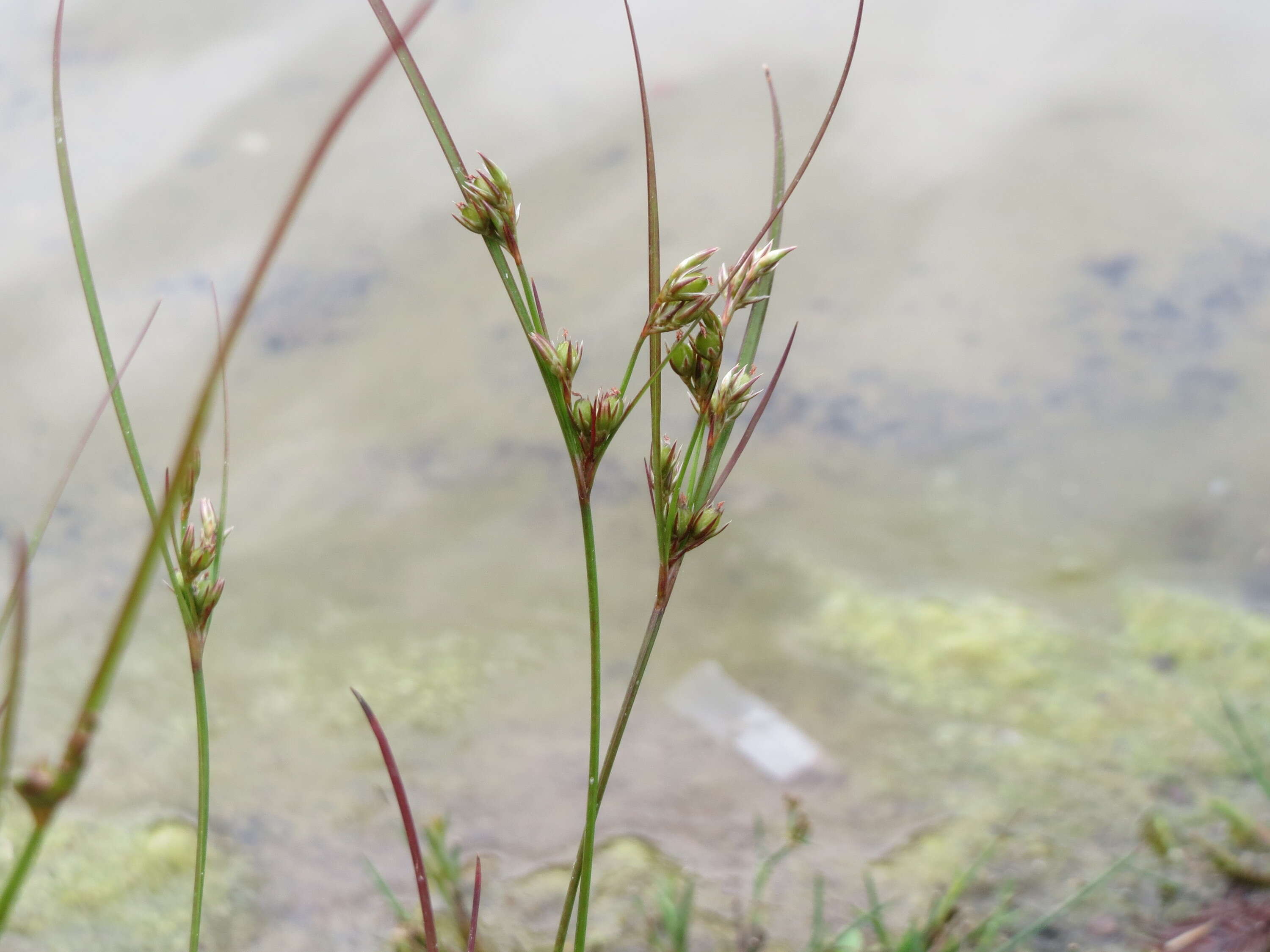 Image of Slender rush