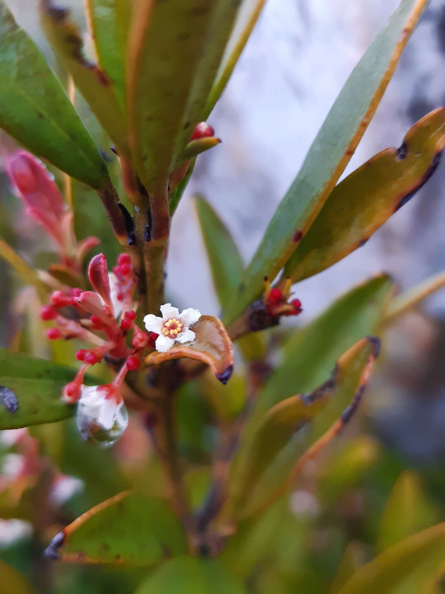 Sivun Cassine parvifolia Sond. kuva