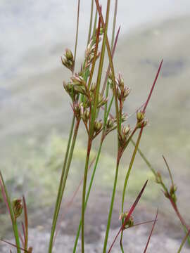 Juncus tenuis Willd. resmi