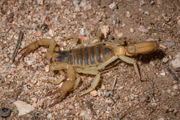 Image of Hadrurus anzaborrego Soleglad, Fet & Lowe 2011