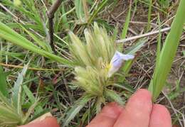 Blepharis sericea K. Vollesen resmi