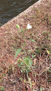 Image of Hibiscus lobatus (Murray) Kuntze