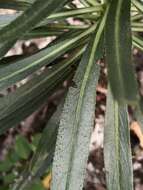 Image of Echium decaisnei subsp. decaisnei