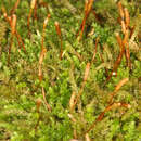 Image of leskea moss