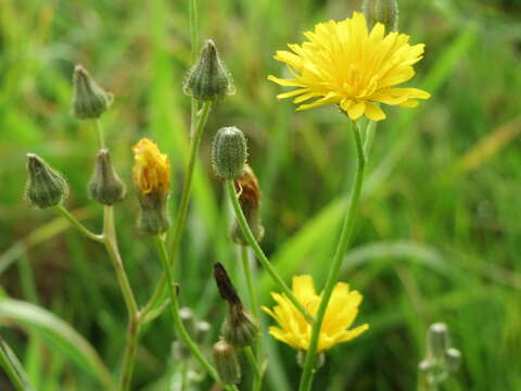 Image of rough hawksbeard