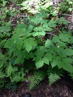 Image of American spikenard