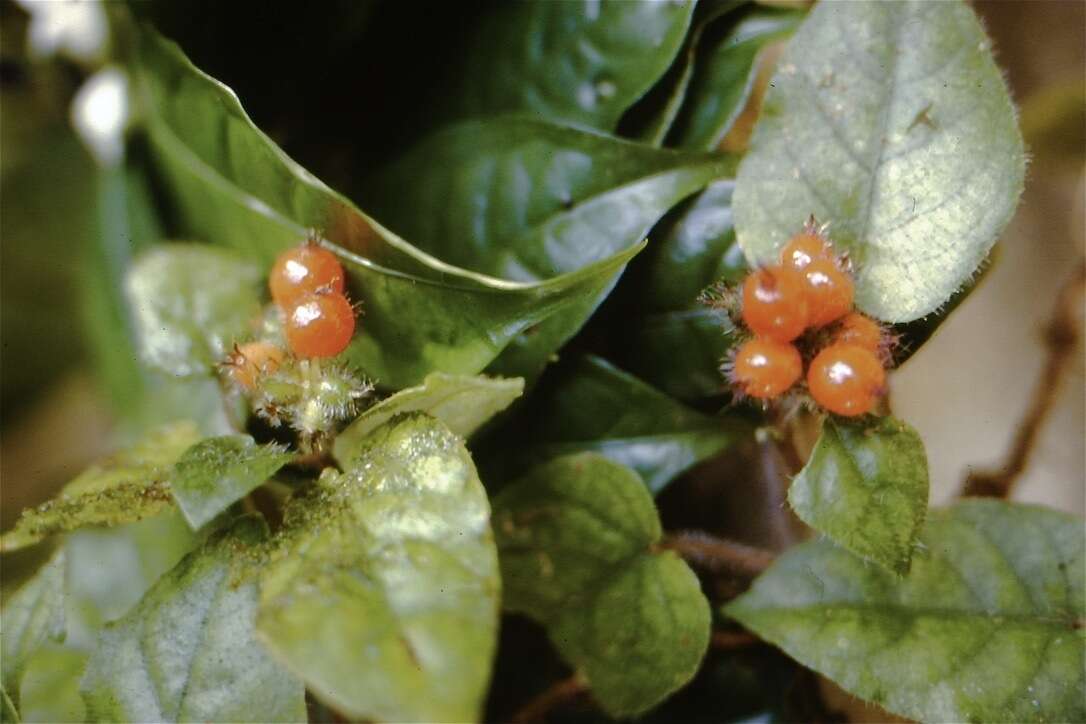 Image of Geophila cordifolia Miq.