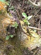 Image of Chiapas Ornate Anole