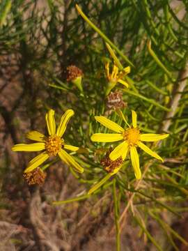 Image of Euryops floribundus N. E. Br.