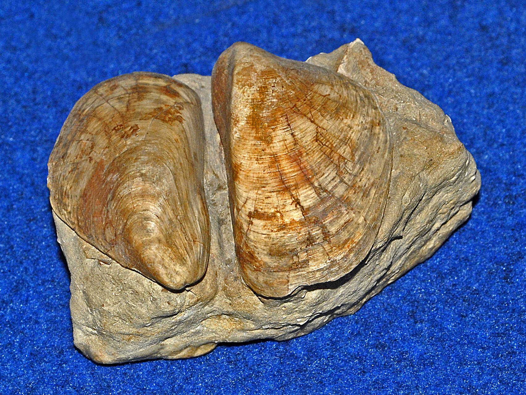 Image of bearded horse mussel