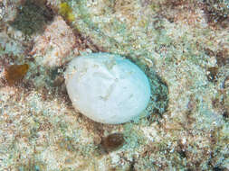 Image of Keeled Heart Urchin