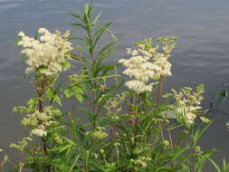 Image of Meadowsweet