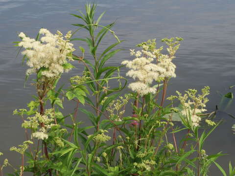 Image of Meadowsweet