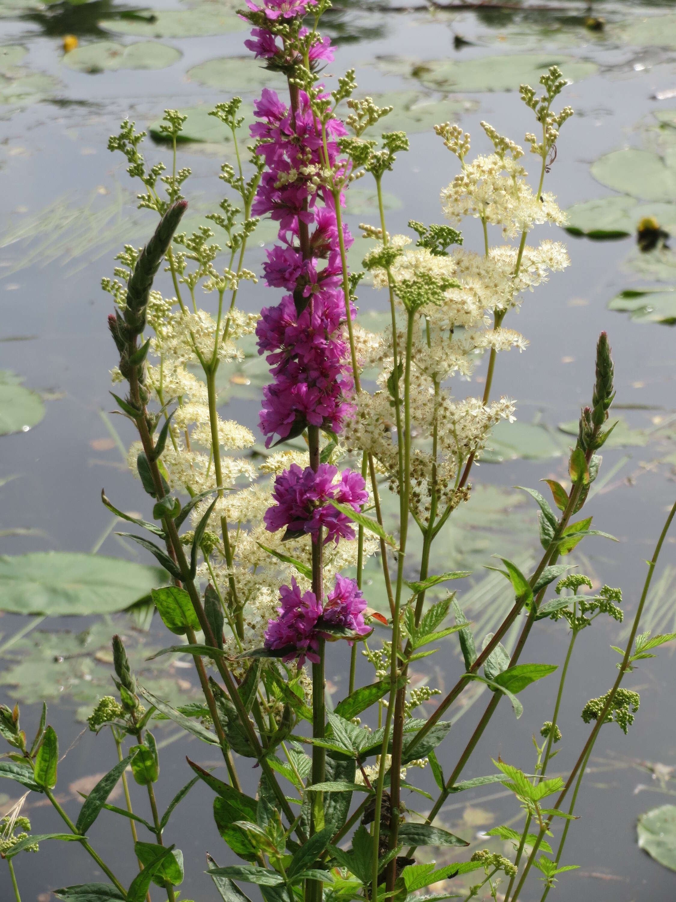 Image of Meadowsweet