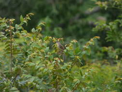 Image of Grey-breasted Prinia