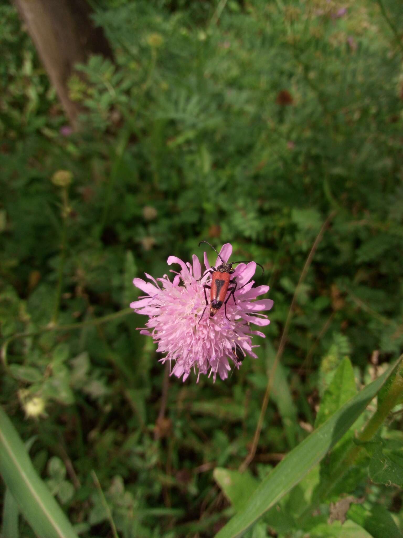 Image of Stictoleptura cordigera (Fueßlins 1775)