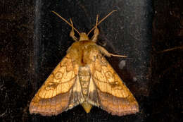 Image of bordered sallow