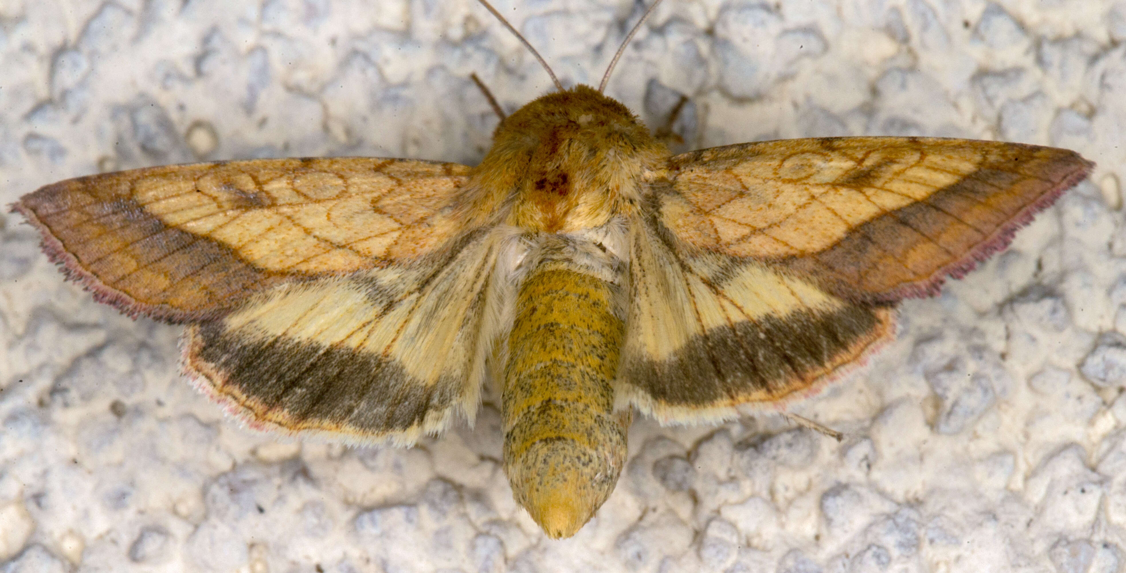 Image of bordered sallow