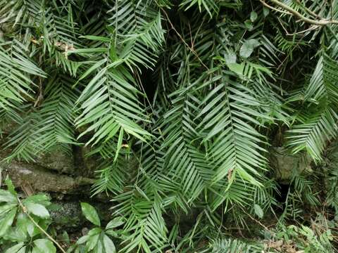 Image of Pothos repens (Lour.) Druce