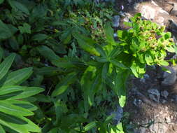 Image of Euphorbia austriaca A. Kern.