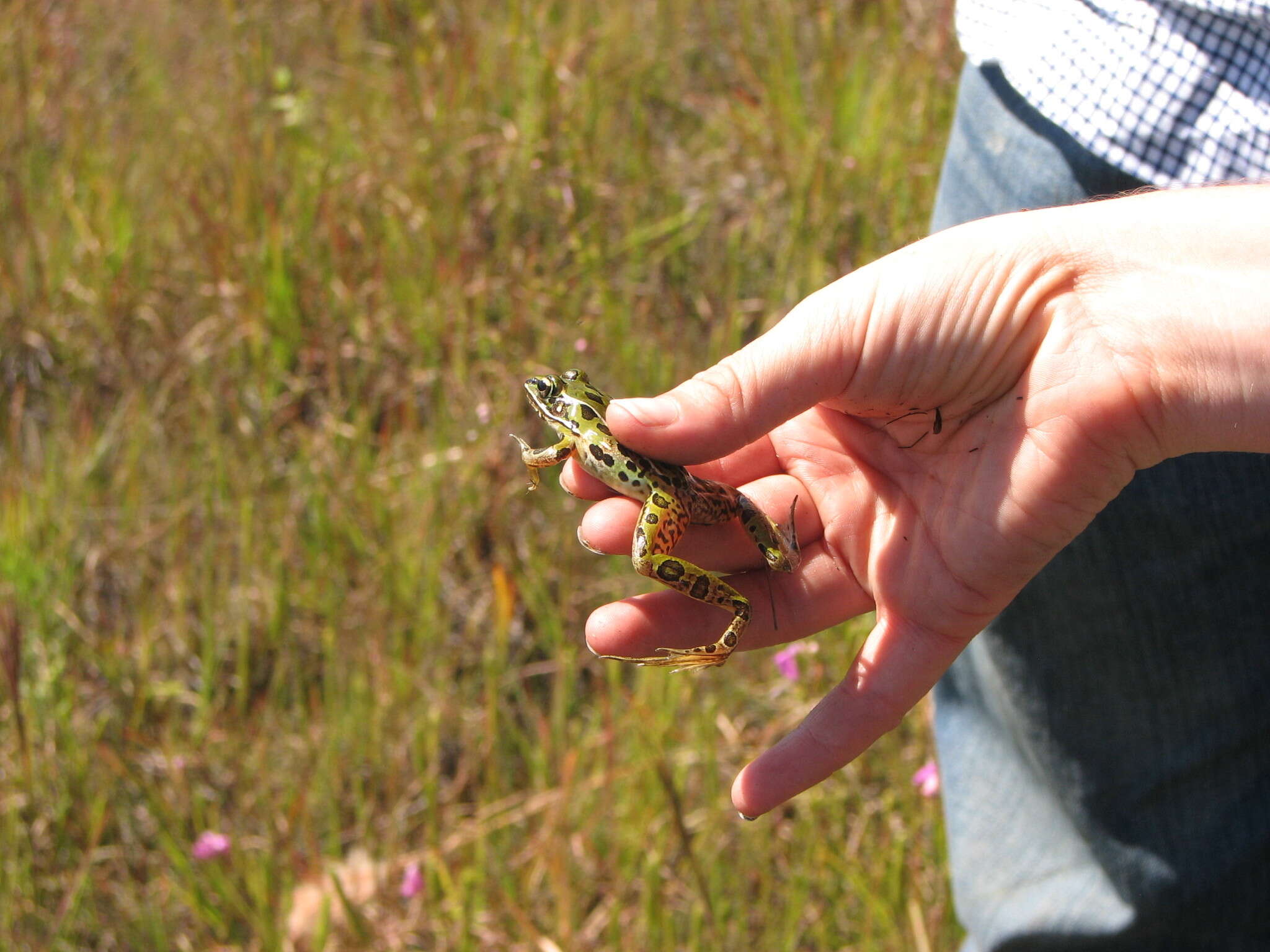 Image of Florida Leopard Frog