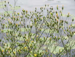 Image of nipplewort