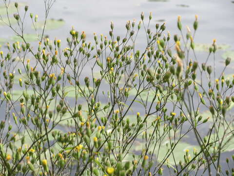 Image of nipplewort