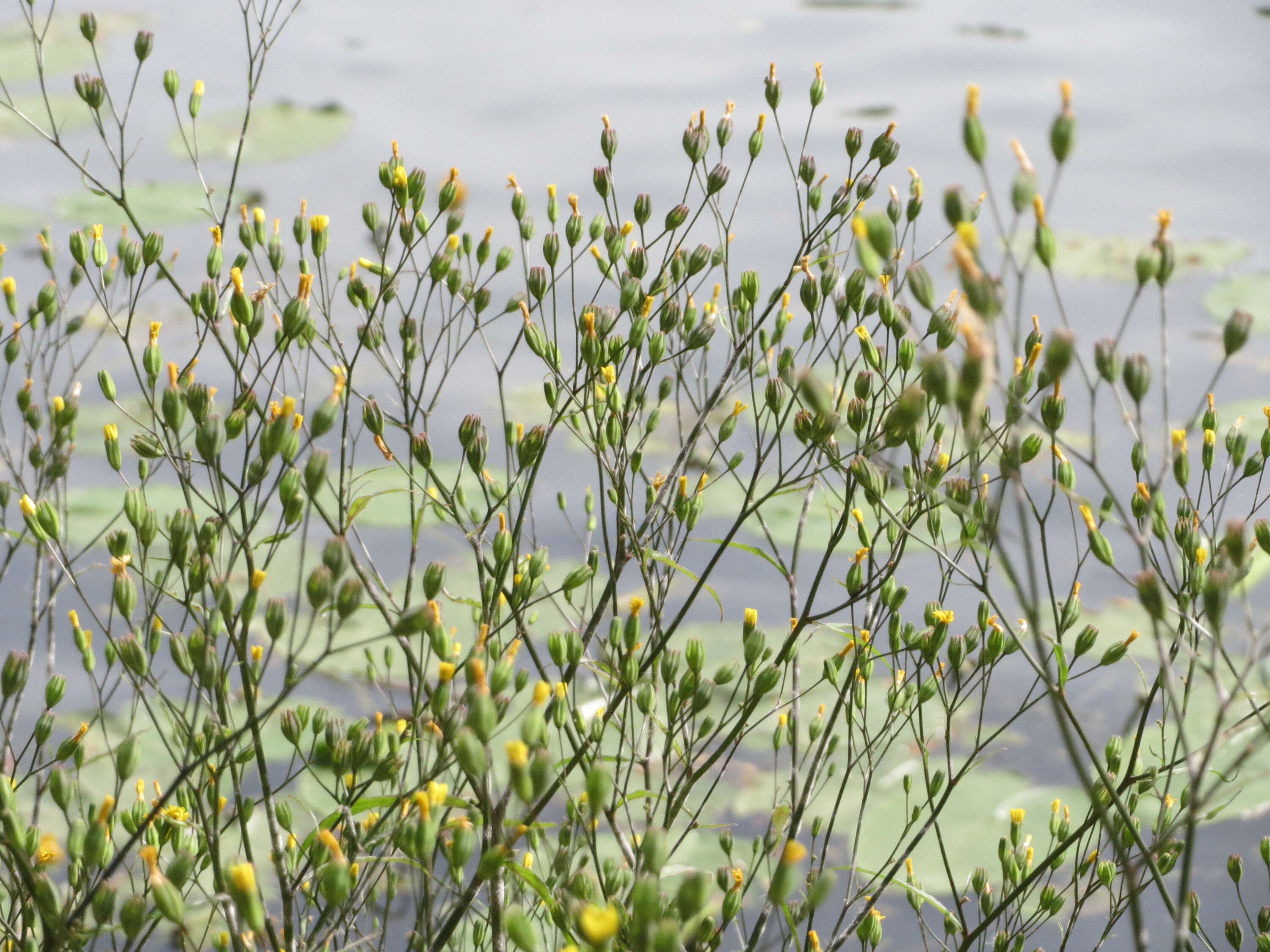 Image of nipplewort