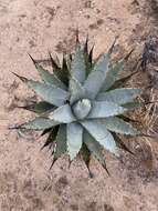 Agave cerulata Trel. resmi