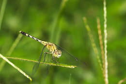 Image of Diplacodes trivialis (Rambur 1842)