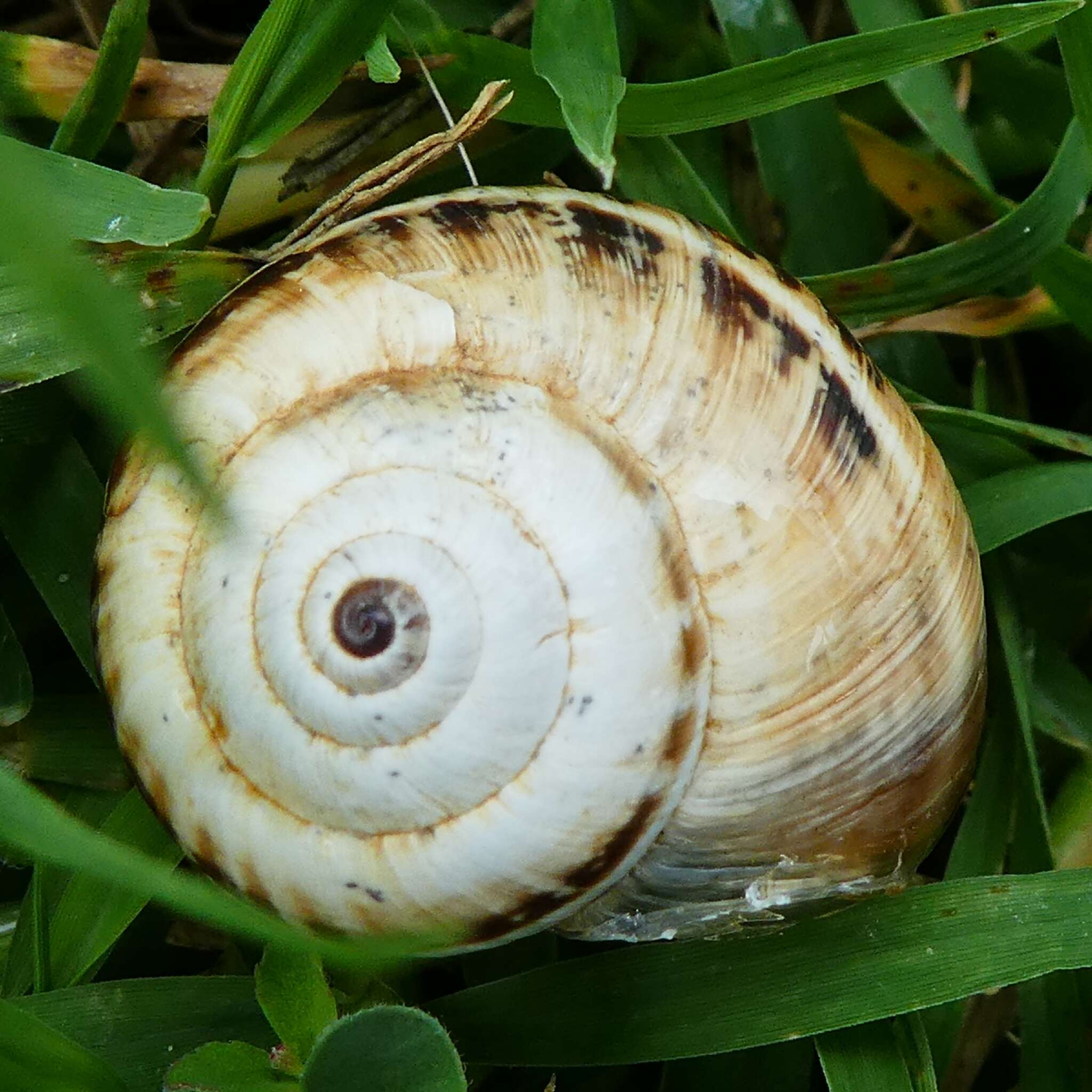 Image of Xerosecta arigonis (A. Schmidt 1853)