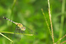 Image of Diplacodes trivialis (Rambur 1842)