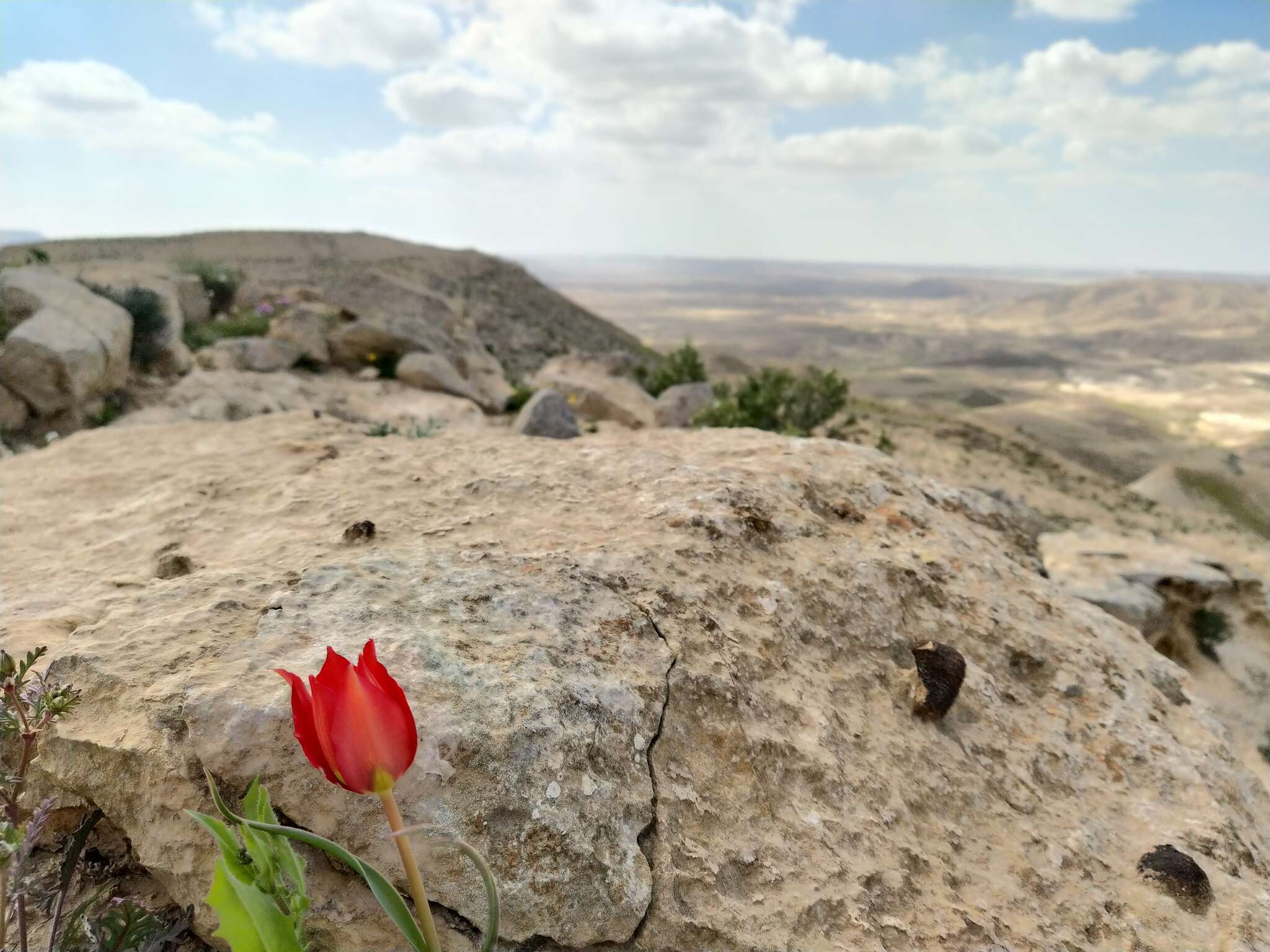 Image of Tulipa systola Stapf