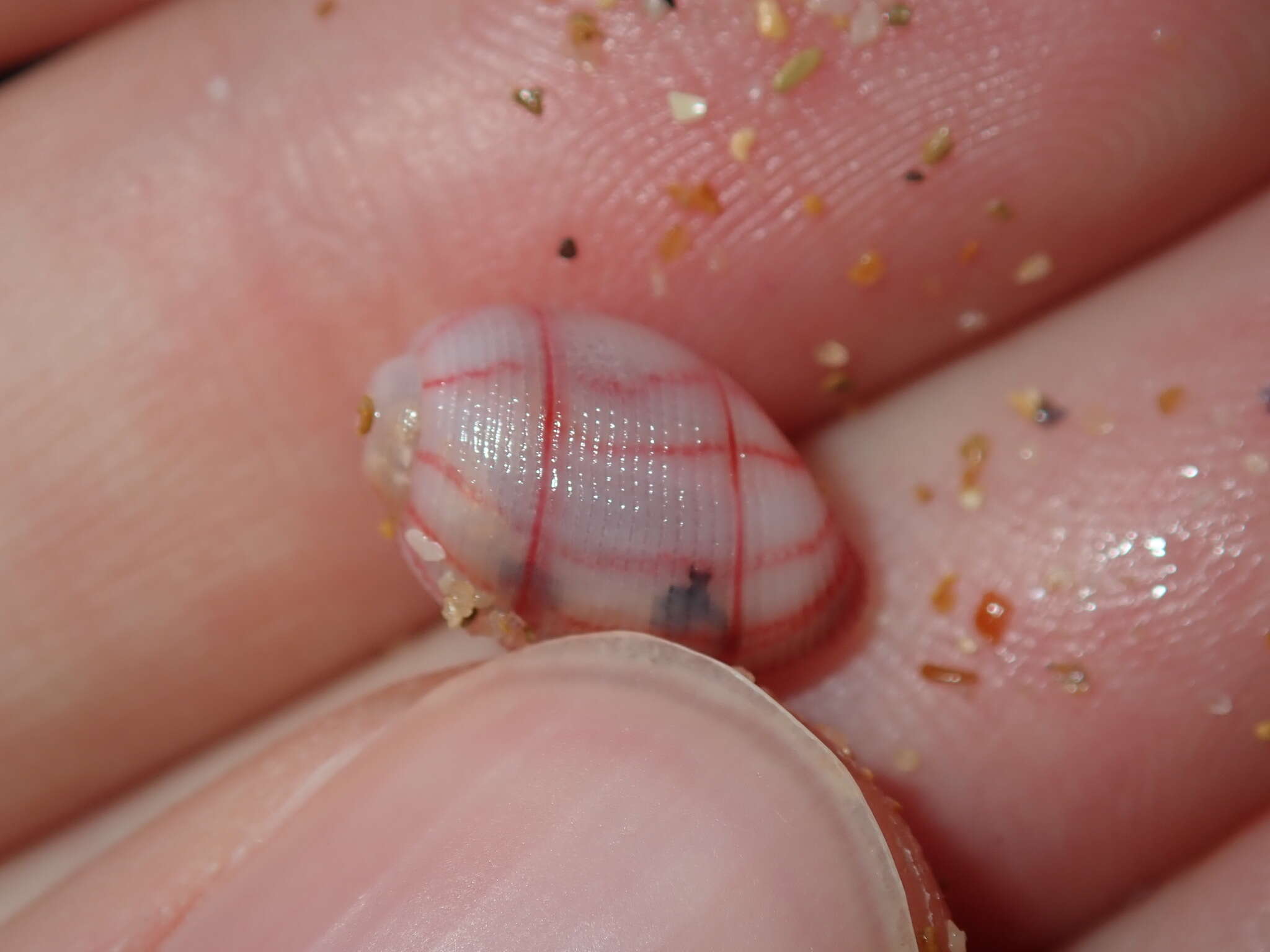 Image of lined bubble snail